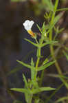 Branched hedgehyssop